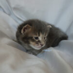 Maine Coon Kitten