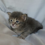 Maine Coon Kitten