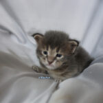 Maine Coon Kitten