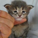 Maine Coon Kitten