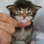Maine Coon Kitten