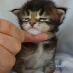 Maine Coon Kitten