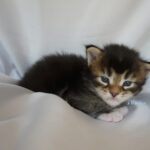 Maine Coon Kitten