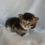 Maine Coon Kitten
