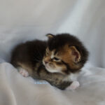 Maine Coon Kitten