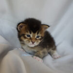 Maine Coon Kitten