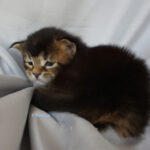 Maine Coon Kitten