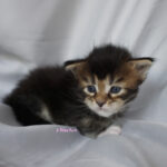 Maine Coon Kitten