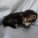 Maine Coon Kitten