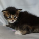 Maine Coon Kitten