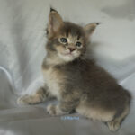 Maine Coon Kitten