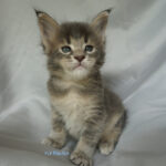 Maine Coon Kitten