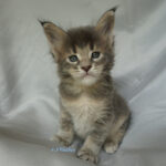 Maine Coon Kitten