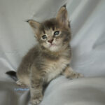 Maine Coon Kitten