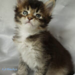 Maine Coon Kitten
