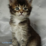 Maine Coon Kitten
