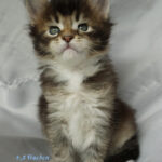Maine Coon Kitten