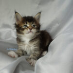 Maine Coon Kitten