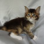 Maine Coon Kitten