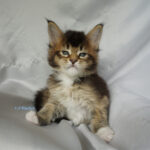 Maine Coon Kitten