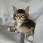 Maine Coon Kitten