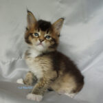 Maine Coon Kitten