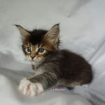 Maine Coon Kitten