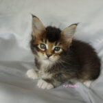 Maine Coon Kitten