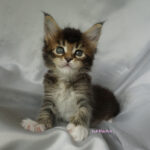 Maine Coon Kitten