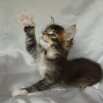 Maine Coon Kitten