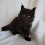 Eu.G.C.I. Bloomingtree Black Rose