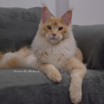 Galerie - Botschafter der Maine Coon Cattery of Bloomingtree