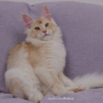 Galerie - Botschafter der Maine Coon Cattery of Bloomingtree