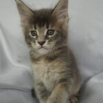 Maine Coon Kitten
