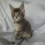 Maine Coon Kitten