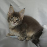 Maine Coon Kitten
