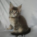 Maine Coon Kitten