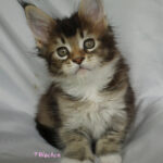 Maine Coon Kitten