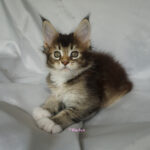 Maine Coon Kitten