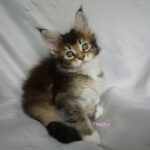 Maine Coon Kitten