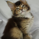 Maine Coon Kitten