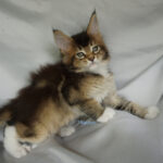 Maine Coon Kitten