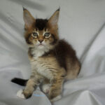 Maine Coon Kitten