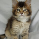 Maine Coon Kitten