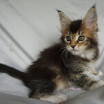 Maine Coon Kitten