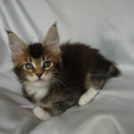 Maine Coon Kitten