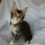 Maine Coon Kitten