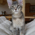 Maine Coon Kitten