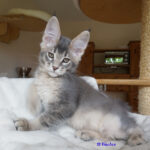 Maine Coon Kitten