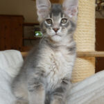 Maine Coon Kitten